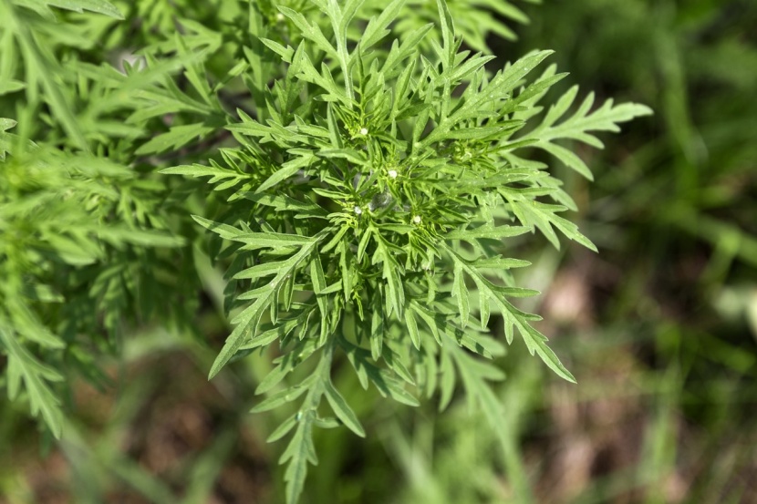 Ragweed Erkennen