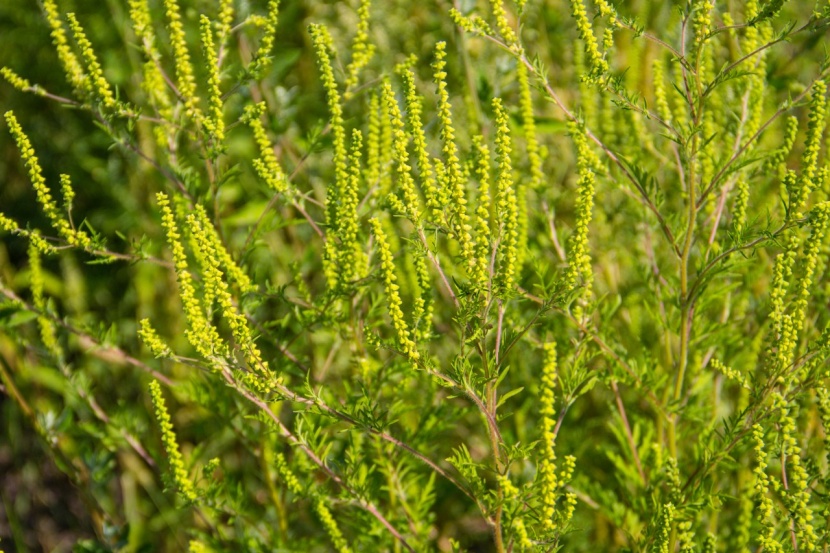Ragweed Erkennen : Ragweed Naturschutzbund Klosterneuburg - Lernen sie ragweed zu erkennen, überprüfen sie ihren fund mit der checkliste, fotografieren sie.