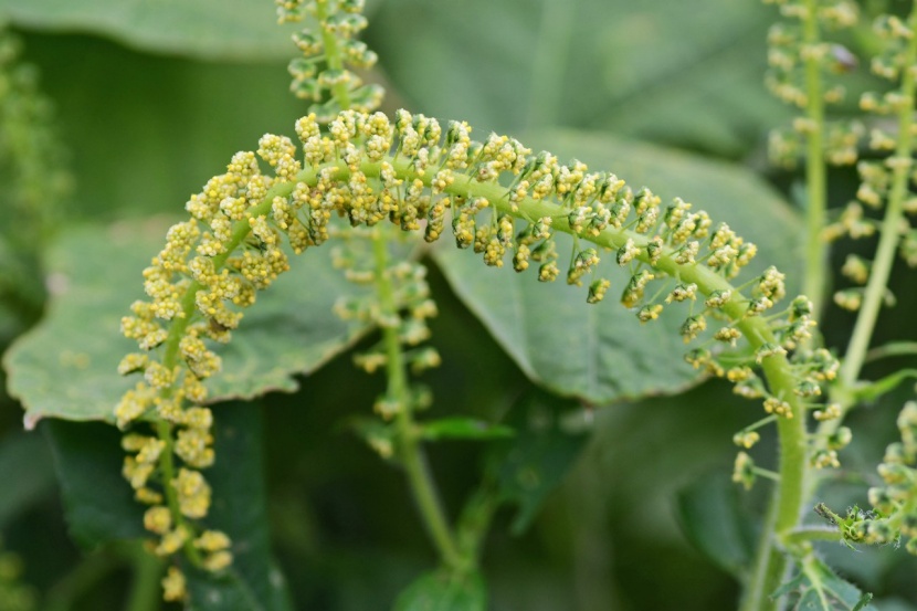 Ragweed Erkennen
