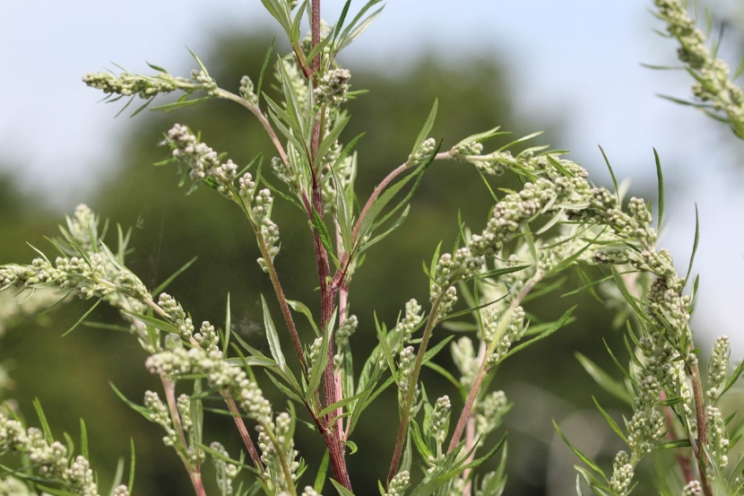Ragweed Erkennen / Reizendes Ragweed Ein Unkraut Wird Zum Politikum News Orf At - Das jakobskreuzkraut (senecio jacobaea) ist ausgesprochen giftig, daher sollte man sich vorab gut darüber informieren, ob sich eine kultivierung wirklich lohnt oder eher nicht.