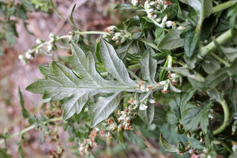 Ragweed Erkennen
