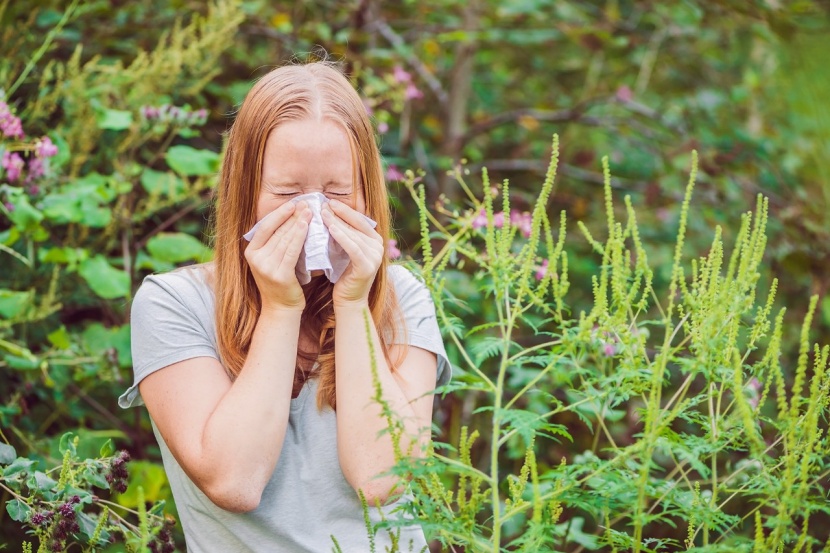 Ragweed Verdacht So Erkennen Sie Das Allergie Unkraut
