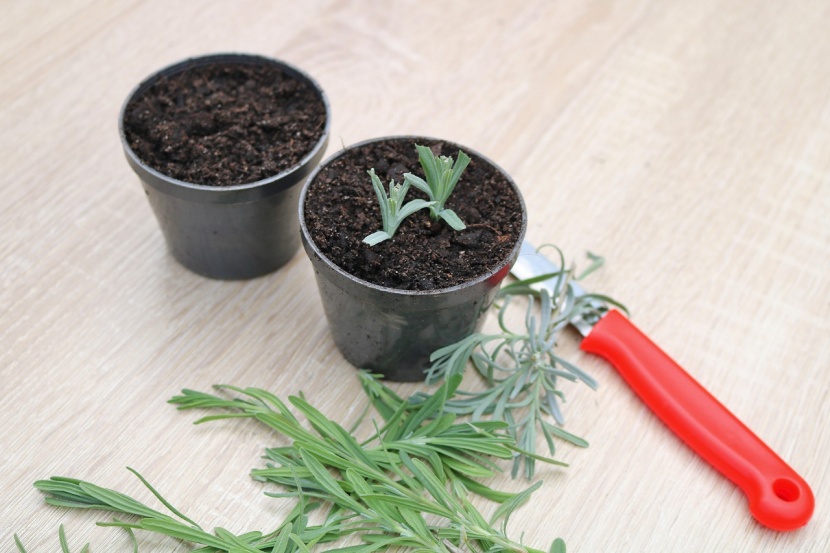 Lavendel selbst vermehren