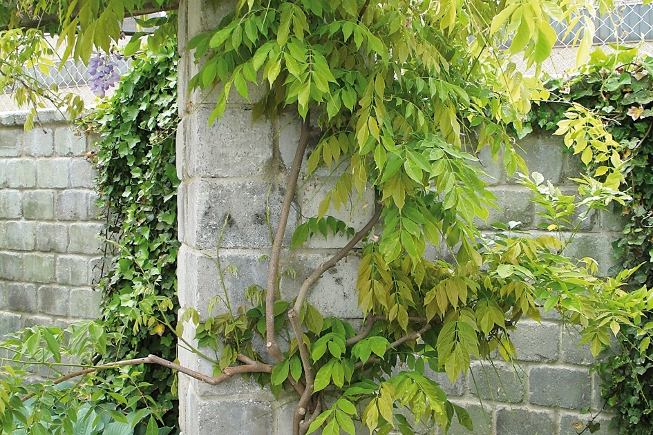 Blhfauler Blauregen