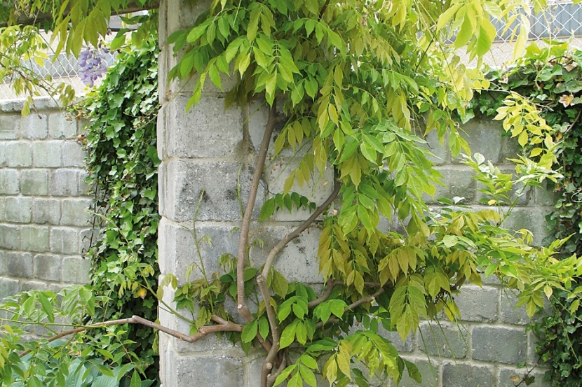 Blhfauler Blauregen