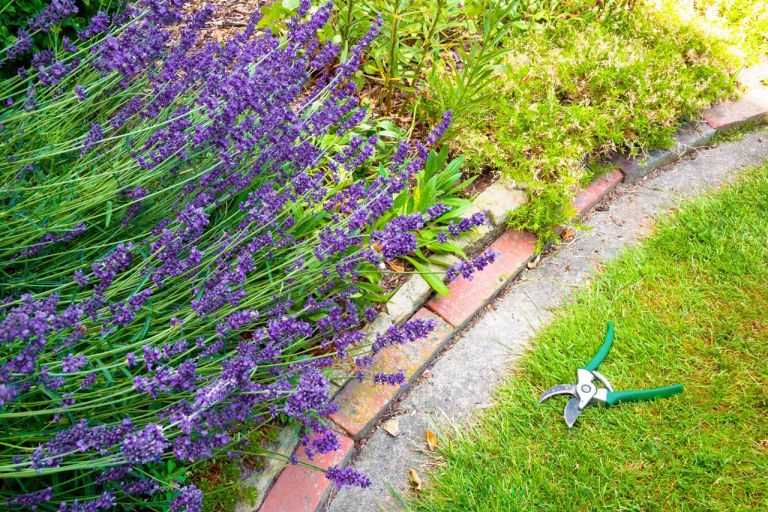 Lavendel nach der Blüte zurückschneiden