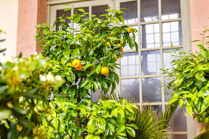 Zitruspflanzen Uberwintern