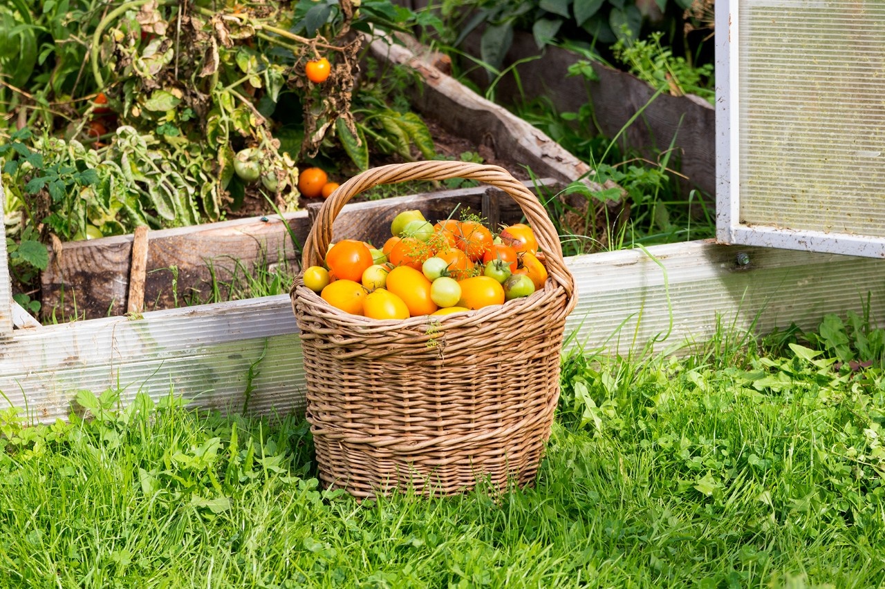 KopfüberTrick Tomaten nachreifen lassen