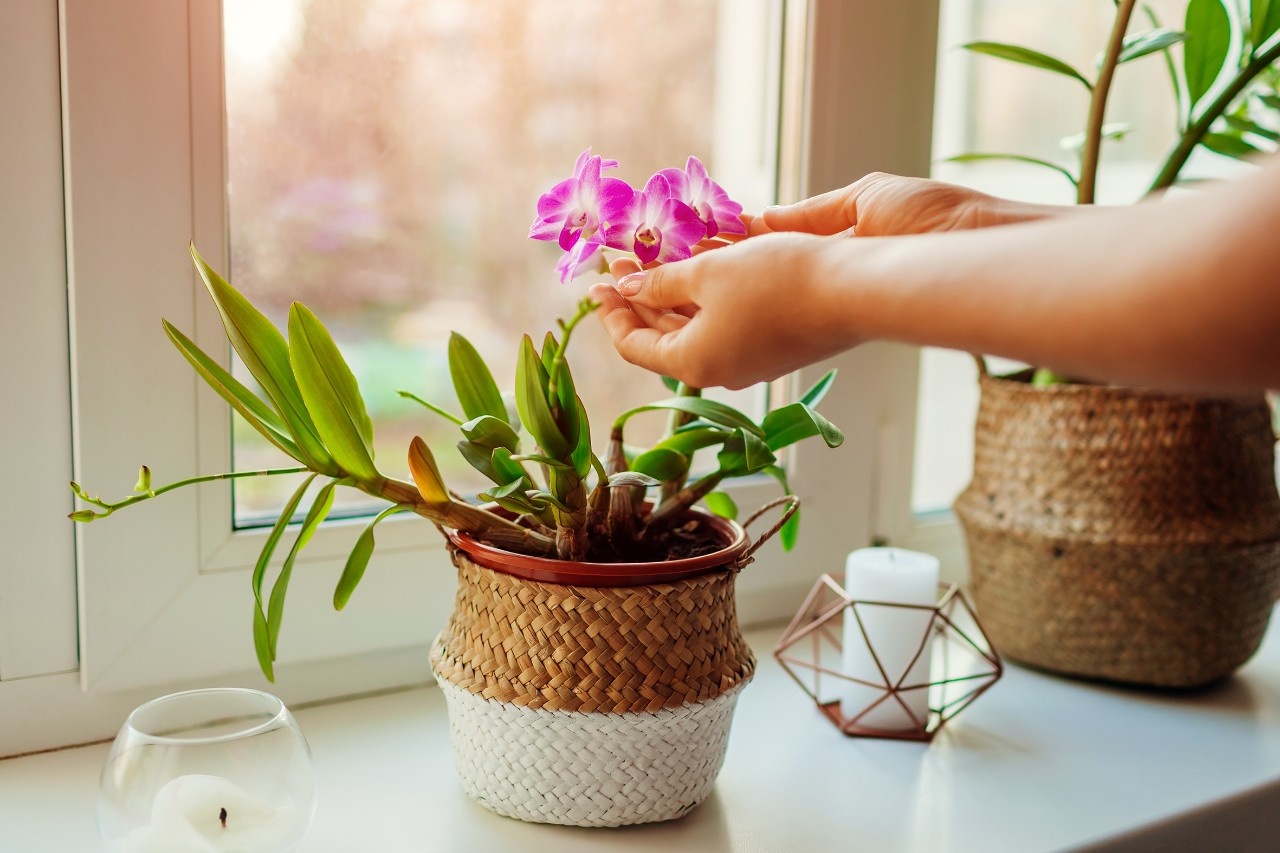 5 hufige Fehler bei der Orchideenpflege