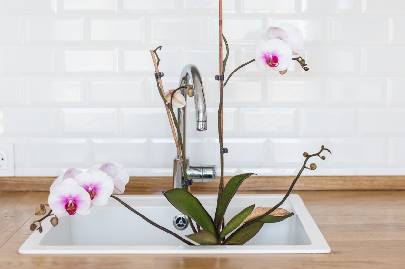 5 hufige Fehler bei der Orchideenpflege