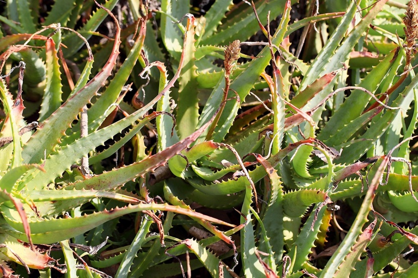 Trockene Blattspitzen