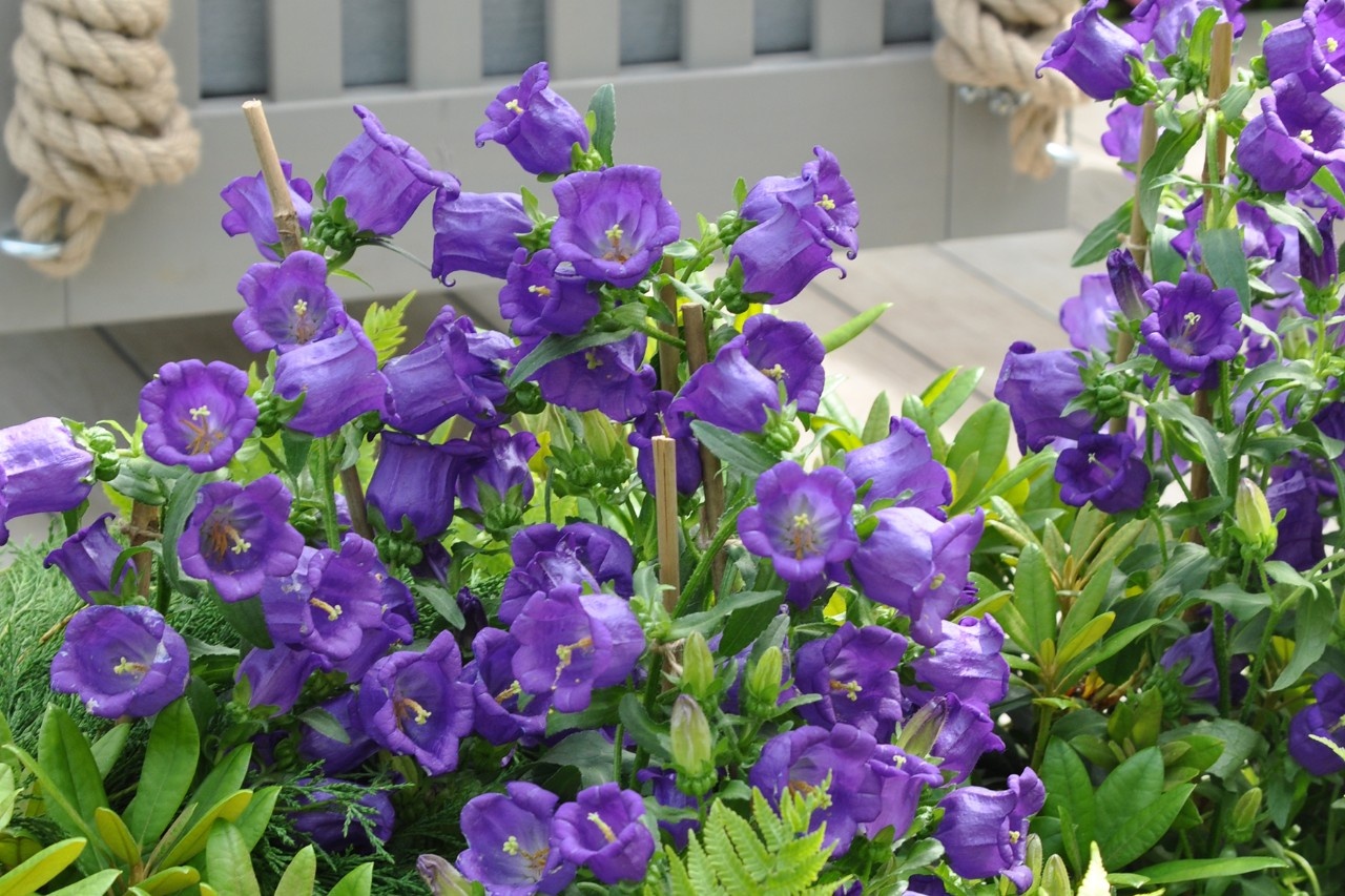 Cloche Blau Blumen Glockenblume 1000 Samen 