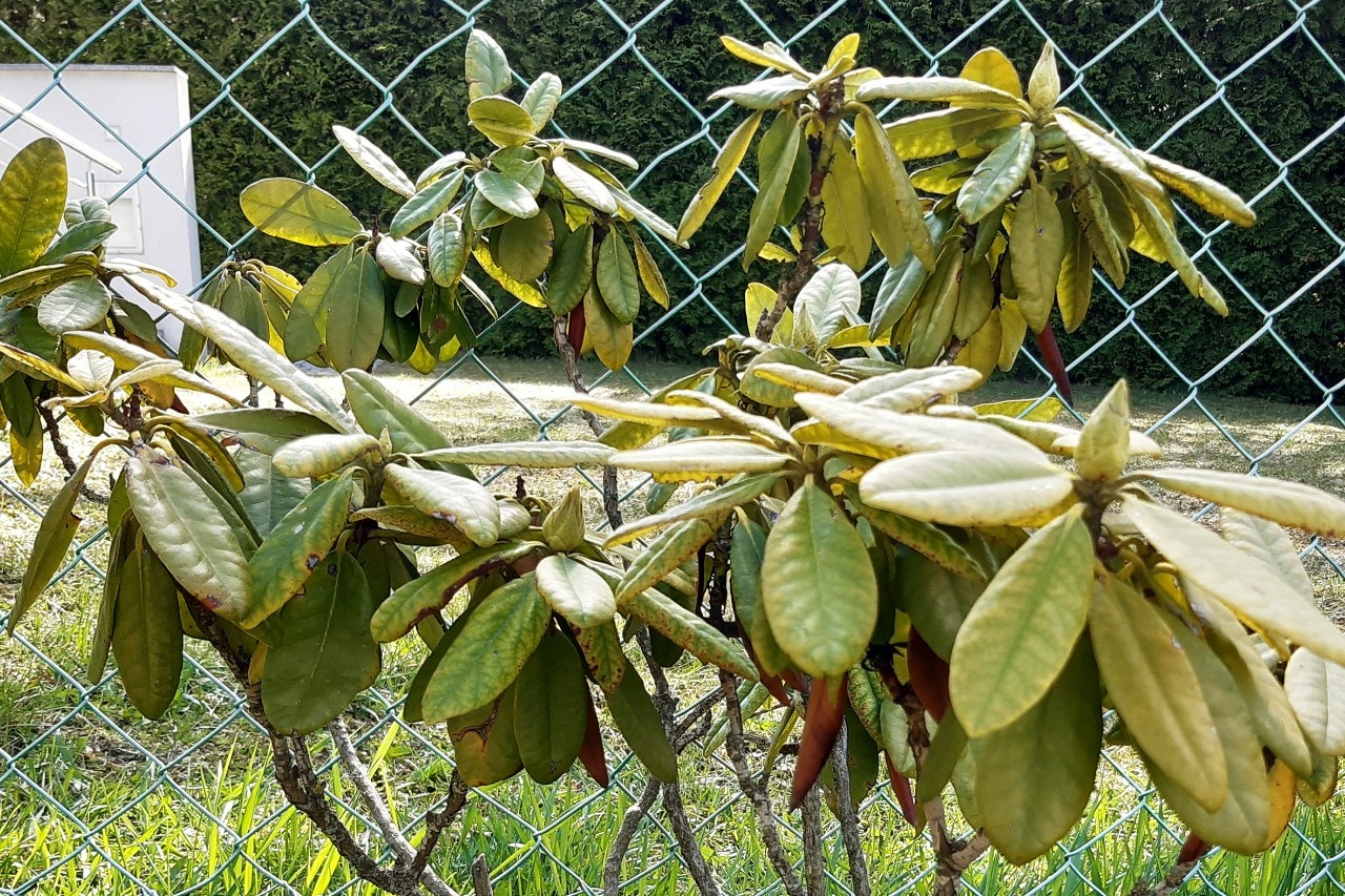 Chlorose an Rhododendron