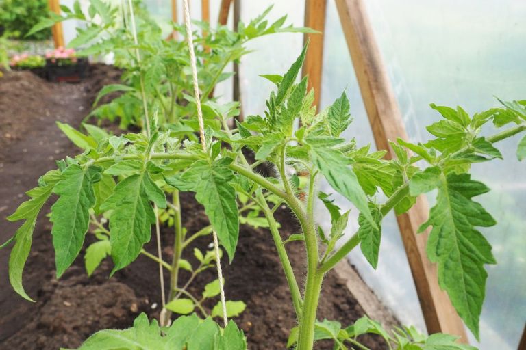 Tomaten richtig pflanzen