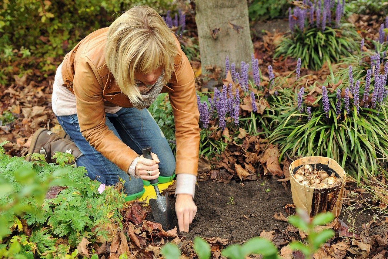 Blumenzwiebel pflanzen Wann ist der richtige Zeitpunkt