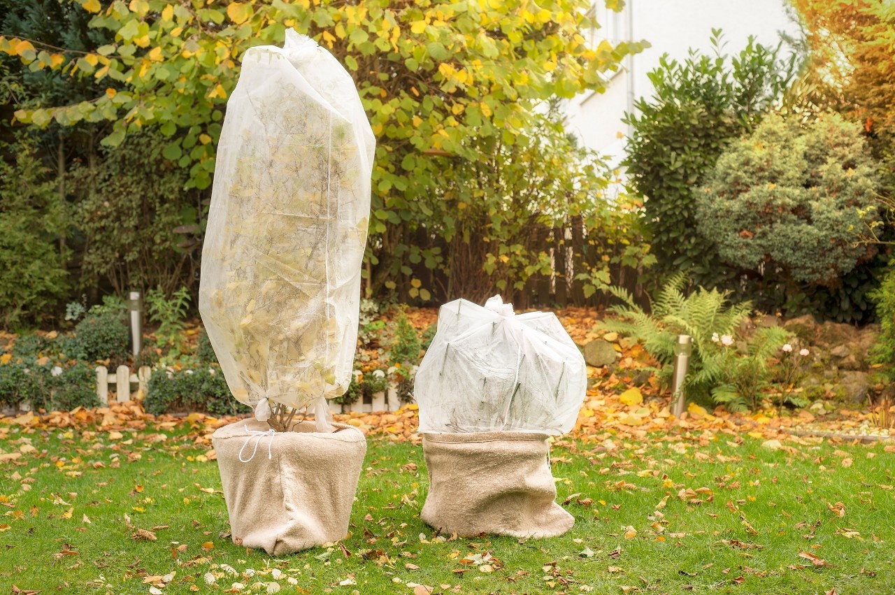 Pflanzen fr den Winter einpacken  aber womit?
