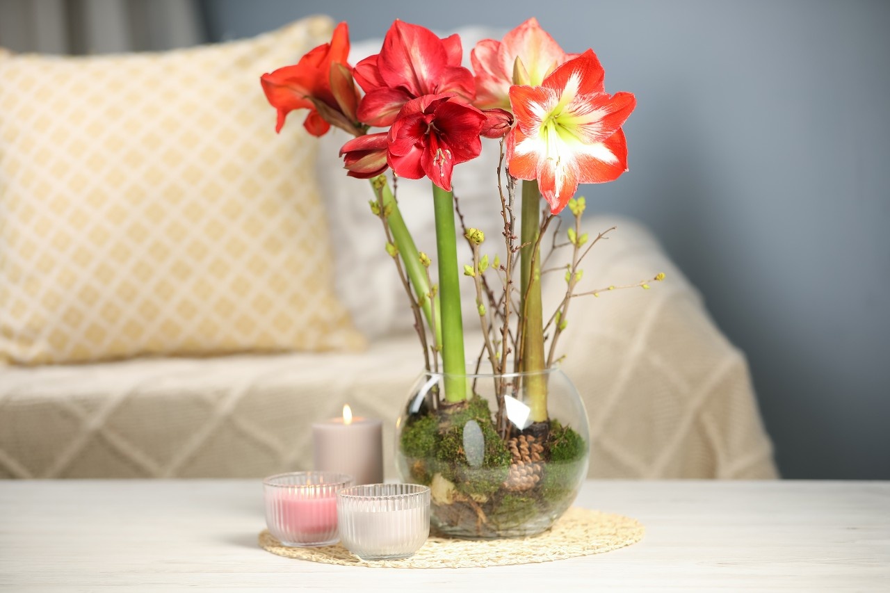 Was Macht Man Mit Verblühten Amaryllis Amaryllis übersommern