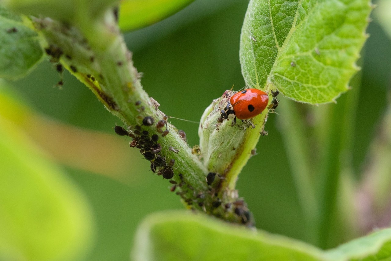 Adalia Marienkäfer gegen Blattläuse im Garten