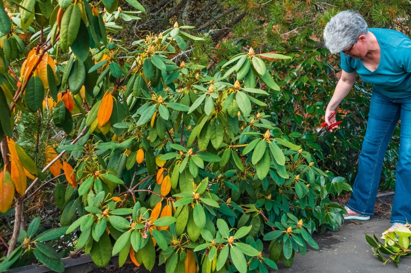 Rhododendren verjngen