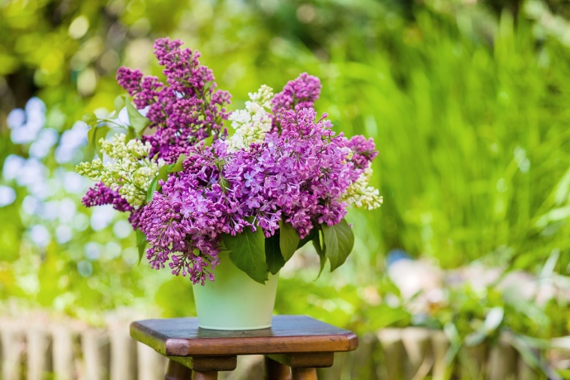 Wie Hält Flieder Länger In Der Vase So hält Flieder in der Vase länger
