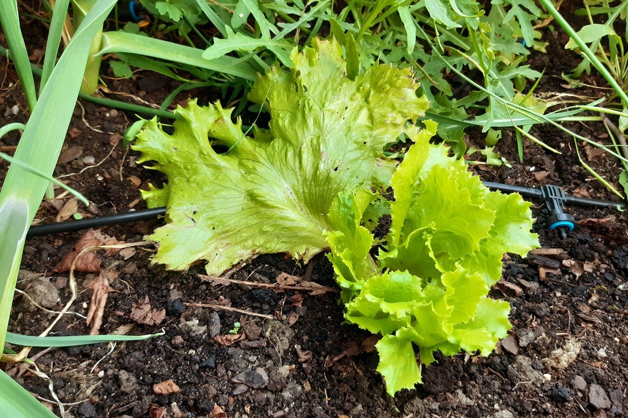So wächst Salat einfach nach
