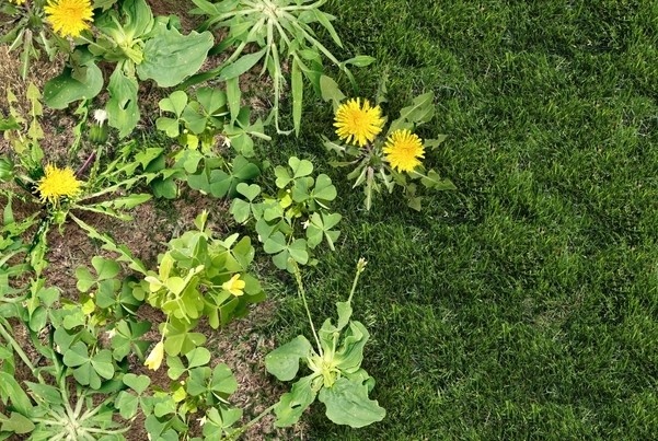 Sonn Unkraut Im Rasen Die Verschiedenen Arten Im Uberblick
