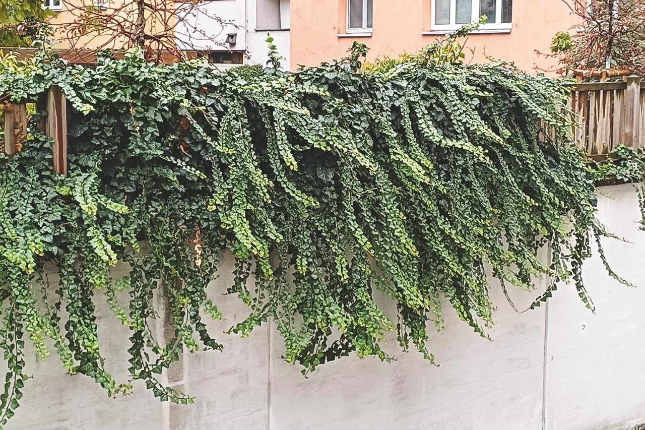 efeu gro kaufen Groblttriger Irischer Efeu | kaufen