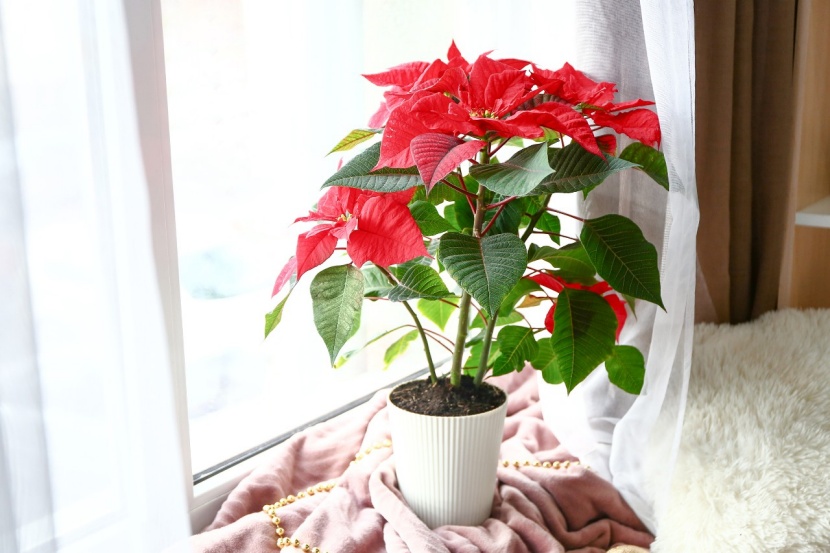 Weihnachtsstern: So bleibt er lange gesund