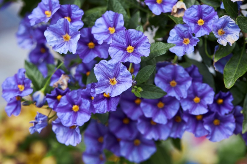 Blühende Hochstämmchen für Garten und Balkon