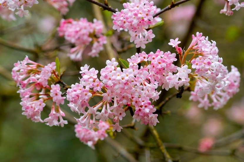 Frühblühende Gehölze Ein Hauch von Frühling