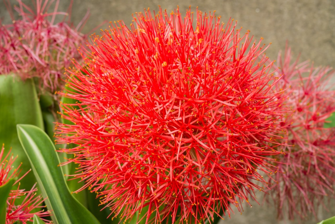 Kennen Sie die Blutblume?