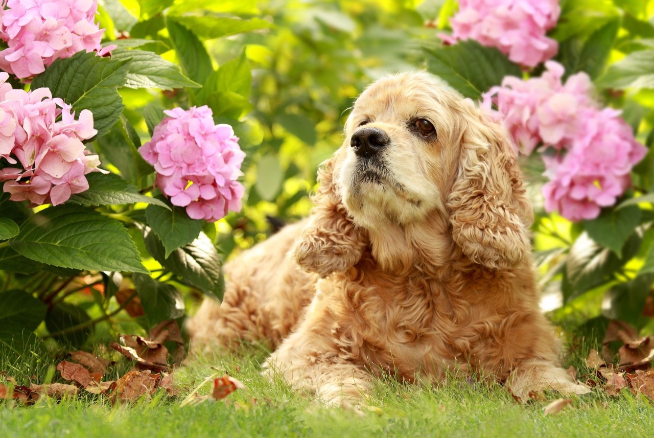Pin on Pet Info