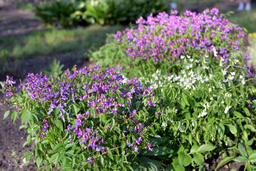 Frühblühende Stauden für Beet und Terrasse