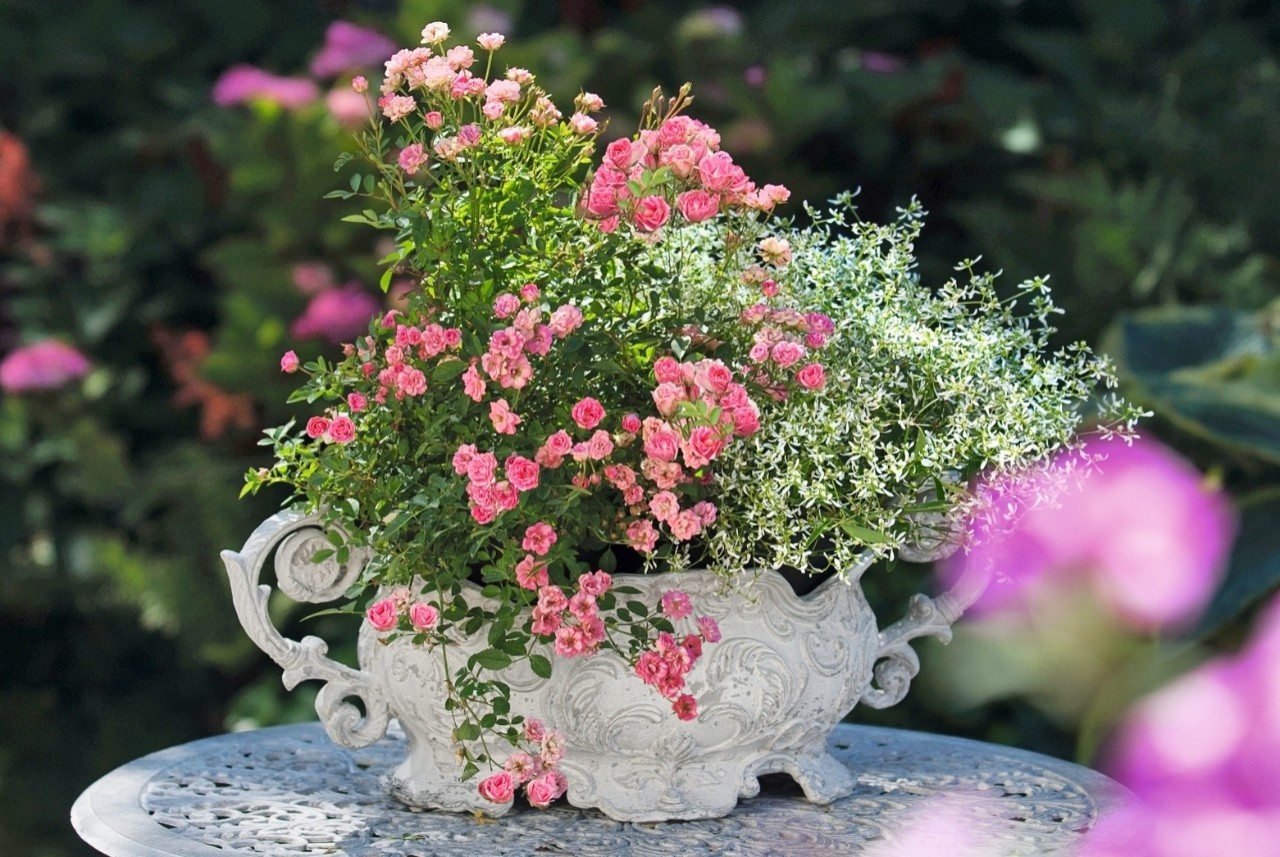 Neuheit LillyRose für Balkon und Terrasse