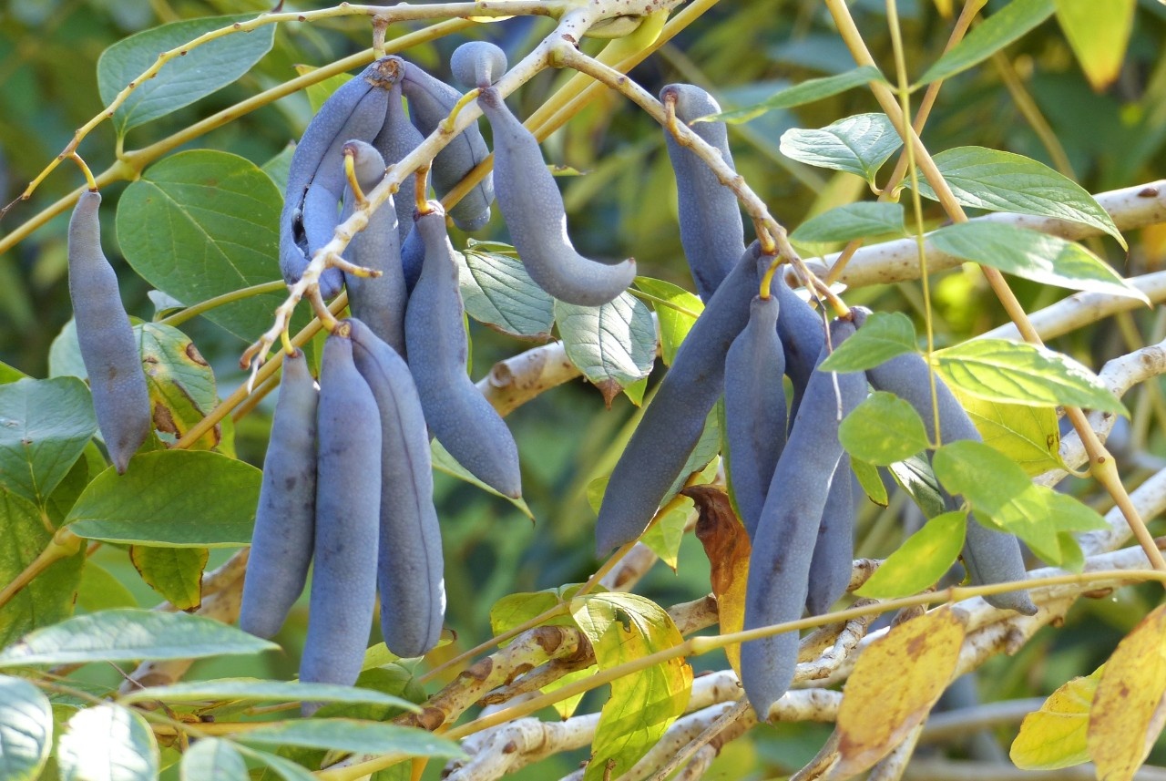 Blauschote Dekorativ und essbar!