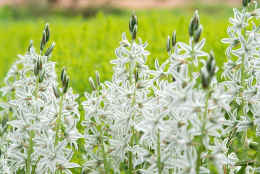 Die schnsten weiblhenden Zwiebelblumen