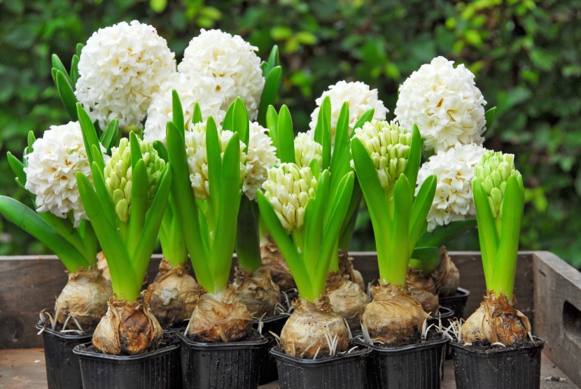 Die schönsten weißblühenden Zwiebelblumen