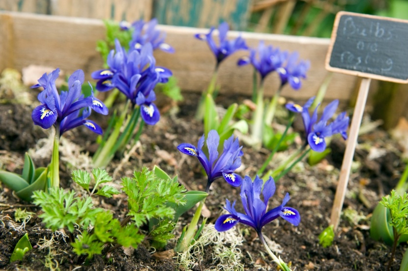 Die Top 10 Der Blauen Zwiebelblumen