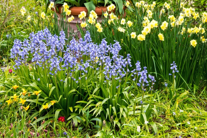 Die Top 10 Der Blauen Zwiebelblumen