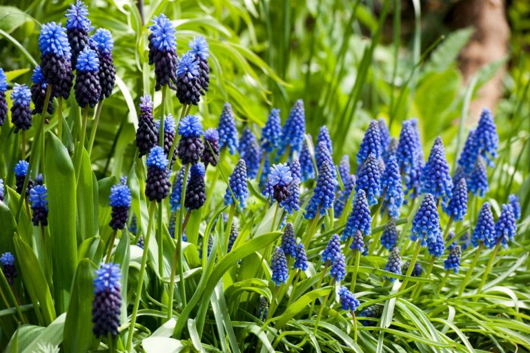 Die Top 10 der blauen Zwiebelblumen
