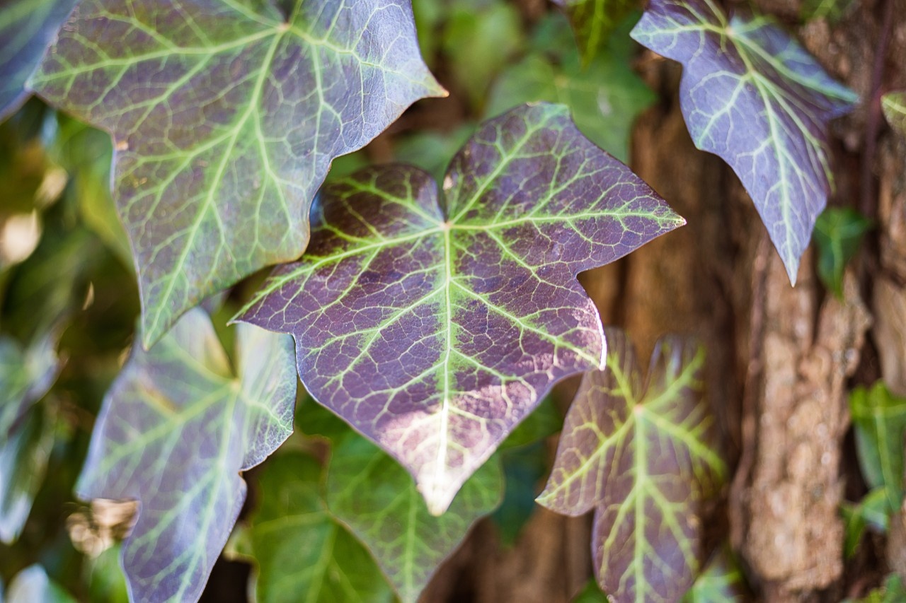 Nanu, Efeu mit Herbstfrbung?