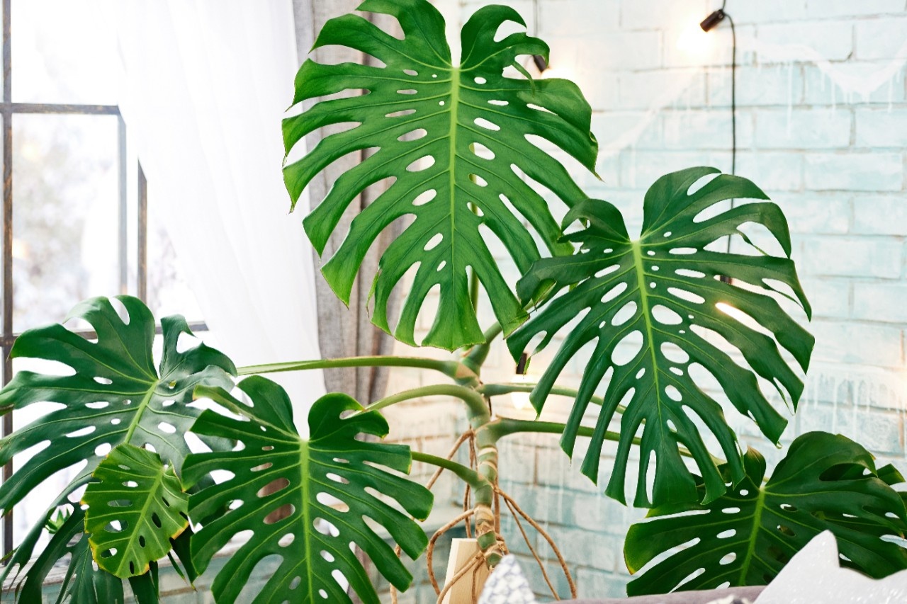 zimmerpflanze zebrina Tipps zur Pflege deiner Pflanze : Alocasia zebrina – PflanzenFuerAlle
