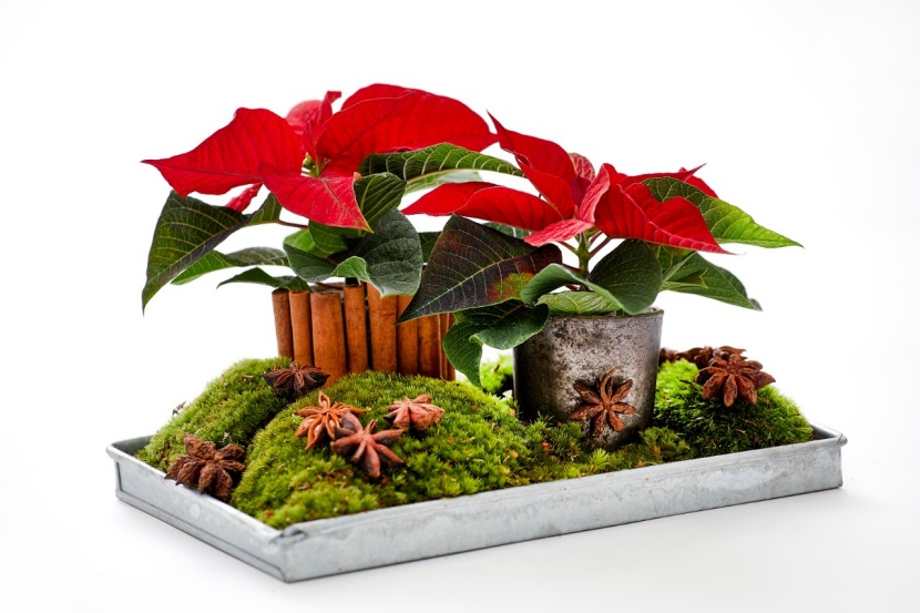 DIY: Weihnachtsstern im Deko-Topf