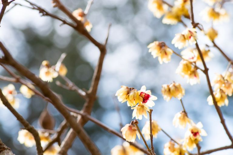 Chinesische Winterblüte Erster Frühlingsgruß