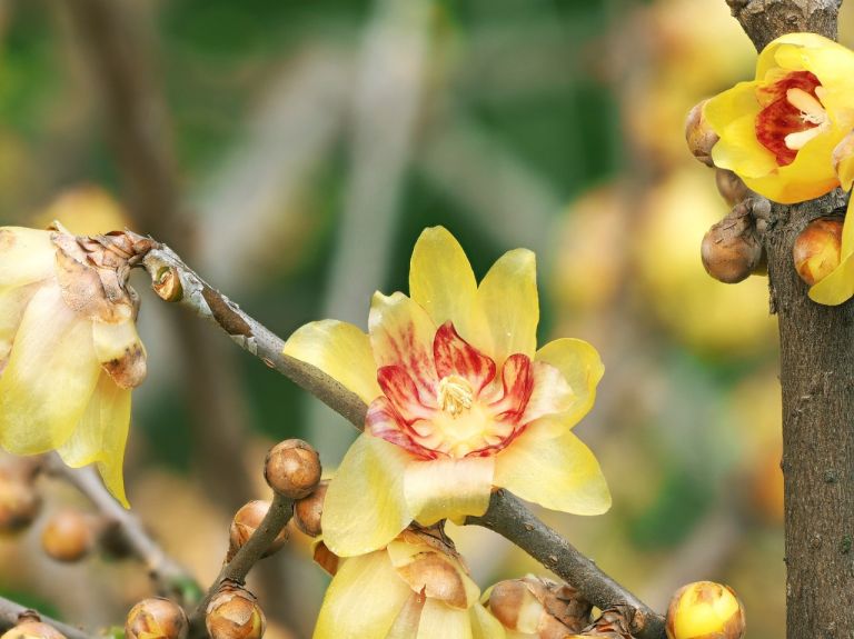 Chinesische Winterblüte Erster Frühlingsgruß