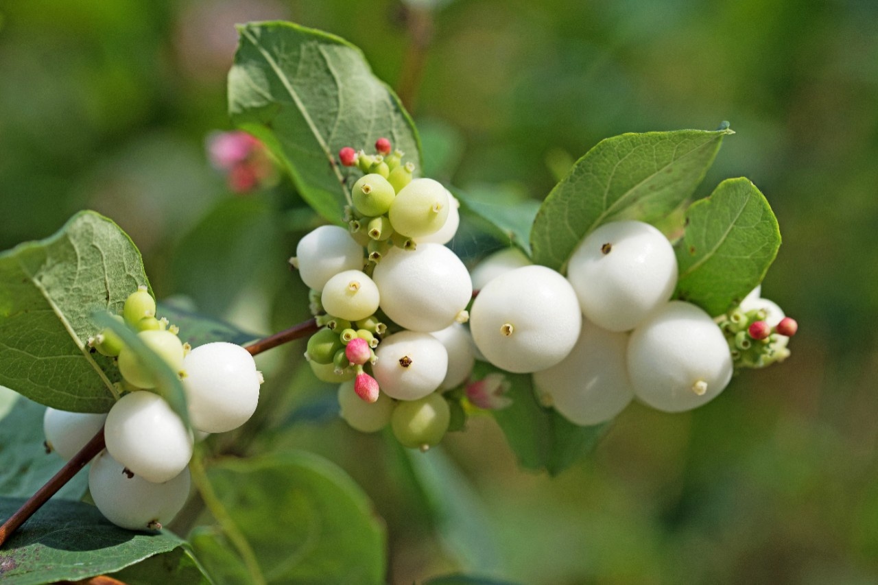 Beere mit Knalleffekt