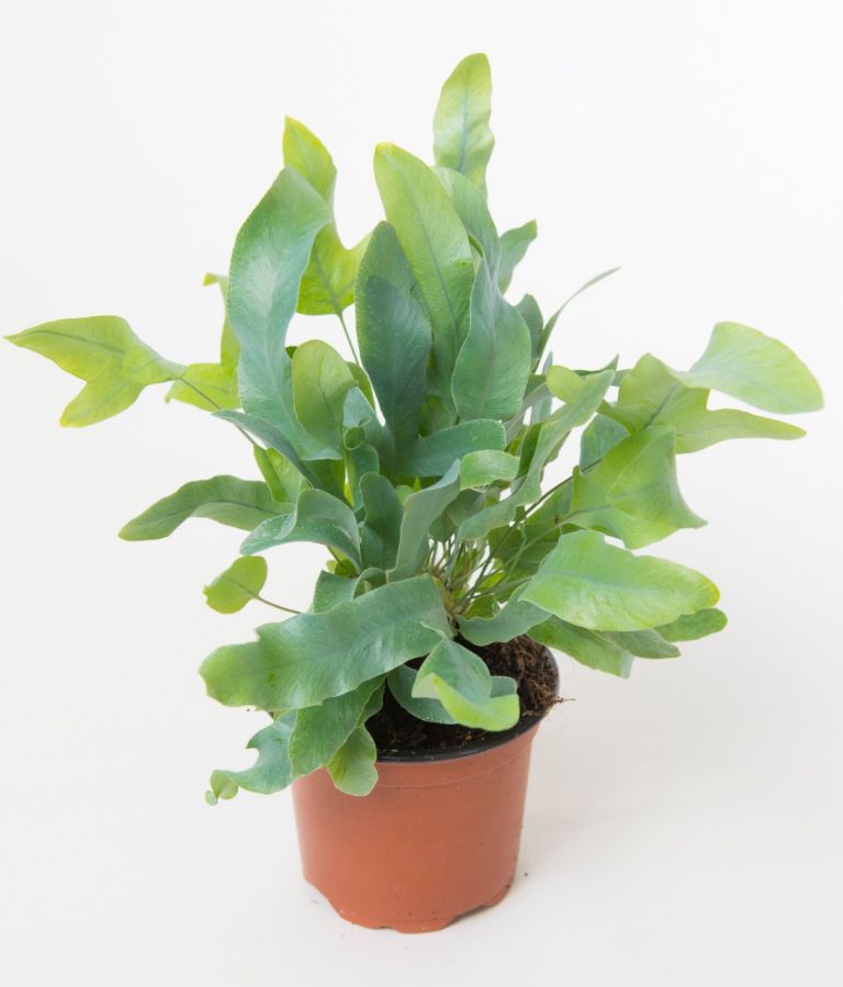 Die beliebtesten Farne fürs Zimmer