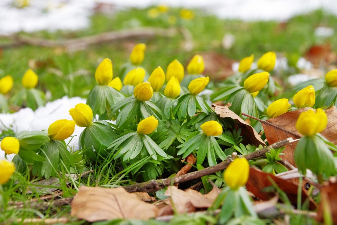 54+ Winterling Garten, Wir haben tipps für sie, damit der umzug im