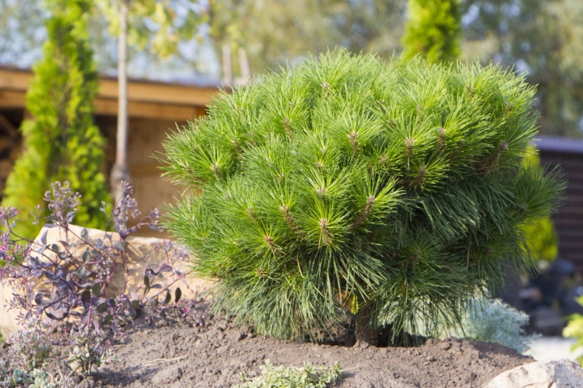 Zauberhafte Geholze Fur Den Marchengarten