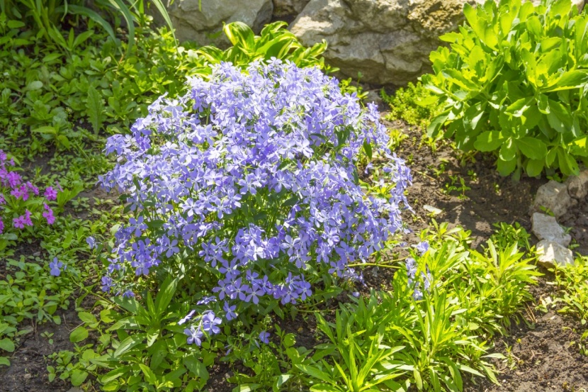 Waldphlox Ideal Fur Den Schatten